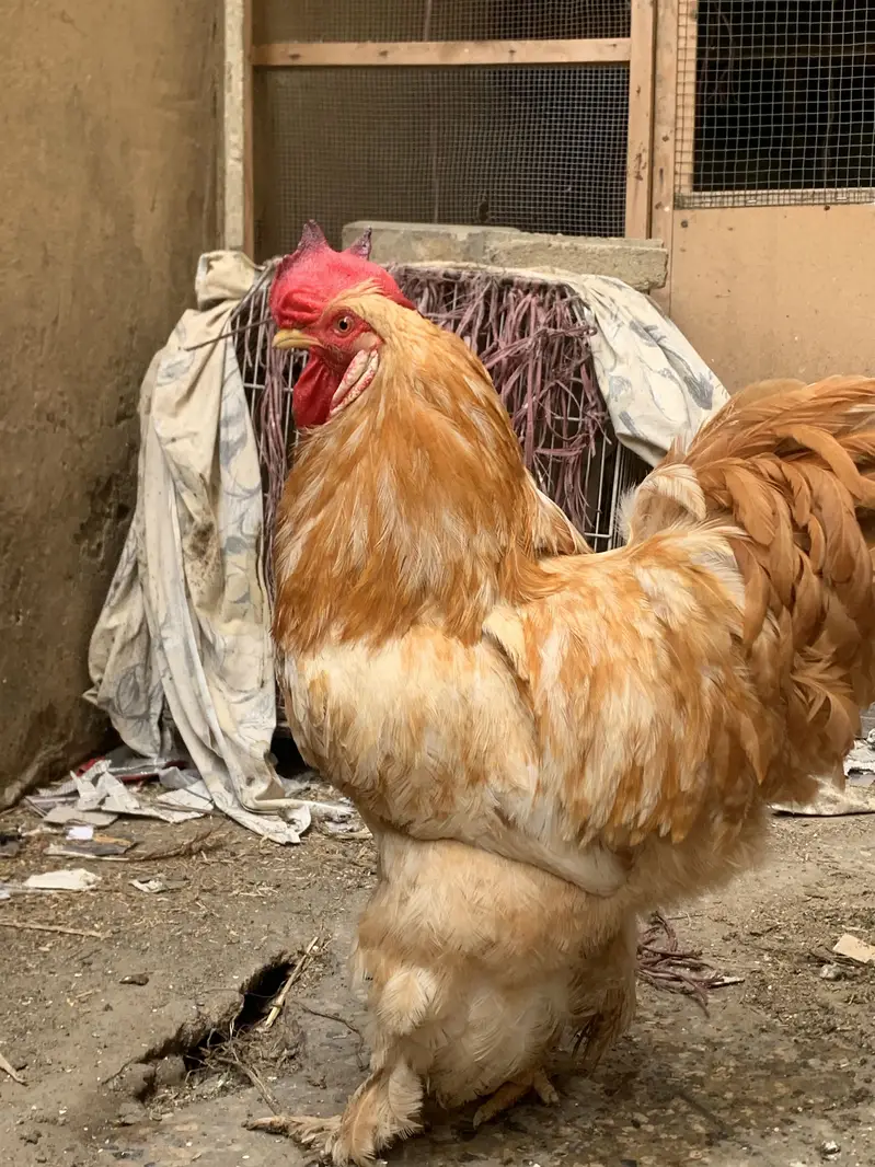 Golden heavy buff — photo 5