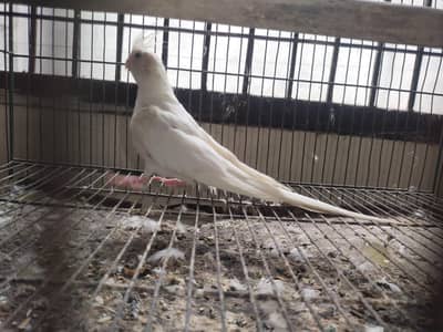 Ino Cockateil Breeder Female For Sale