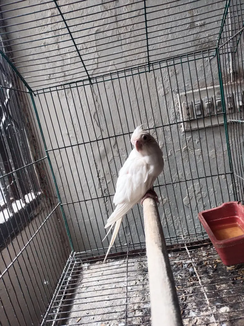 Ino Cockateil Breeder Female For Sale — photo 2