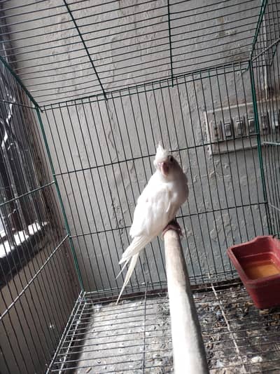 Ino Cockateil Breeder Female For Sale
