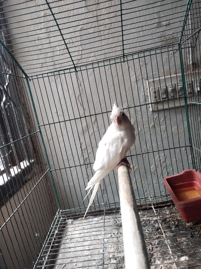 Ino Cockateil Breeder Female For Sale — photo 3