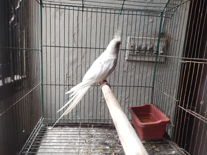 Ino Cockateil Breeder Female For Sale — photo 4