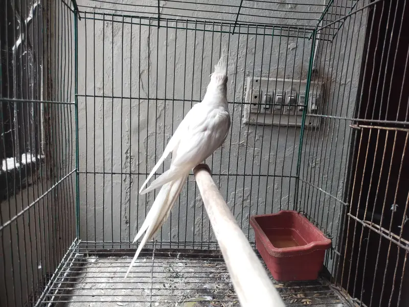 Ino Cockateil Breeder Female For Sale — photo 5