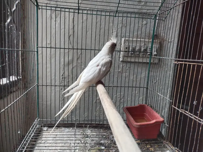 Ino Cockateil Breeder Female For Sale — photo 6