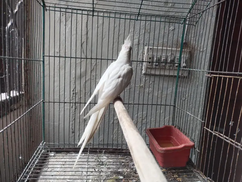 Ino Cockateil Breeder Female For Sale — photo 7