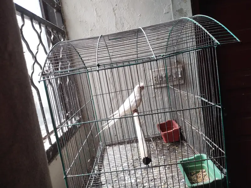 Ino Cockateil Breeder Female For Sale — photo 8