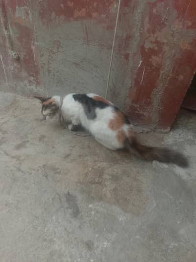 pregnant female cat
