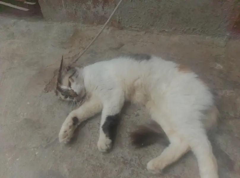 pregnant female cat — photo 2