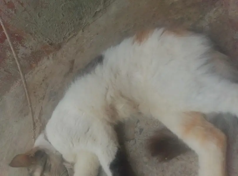 pregnant female cat — photo 3