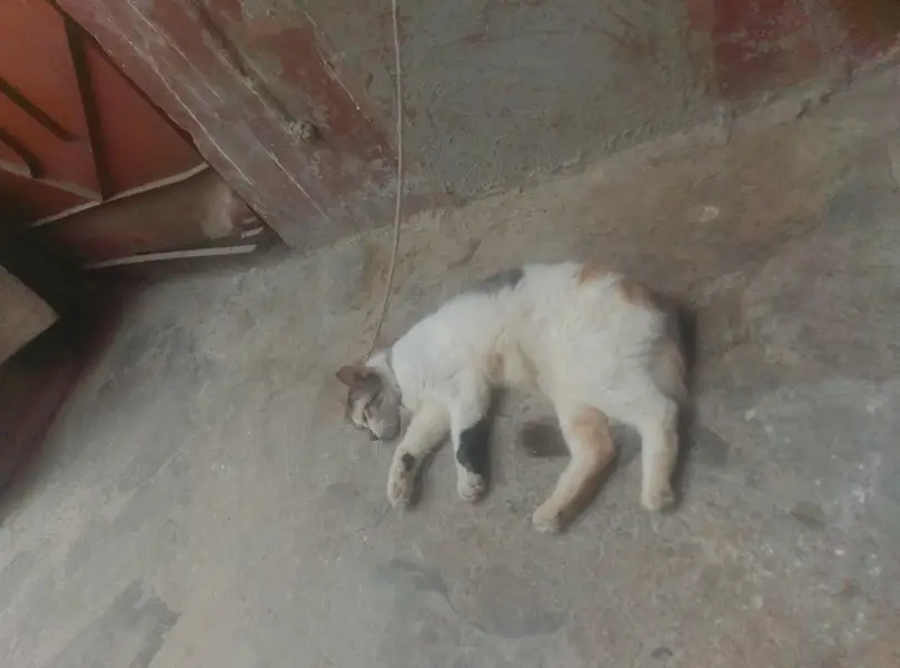 pregnant female cat — photo 4