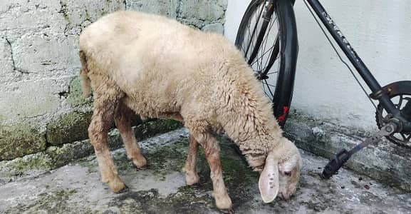 SHEEP FOR SALE