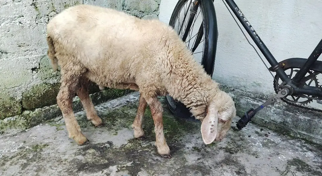 SHEEP FOR SALE — photo 2