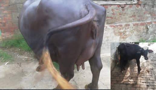 Buffalo- Bhans with Kati | Daily Milk 9-10 Kg | Quality Best Home