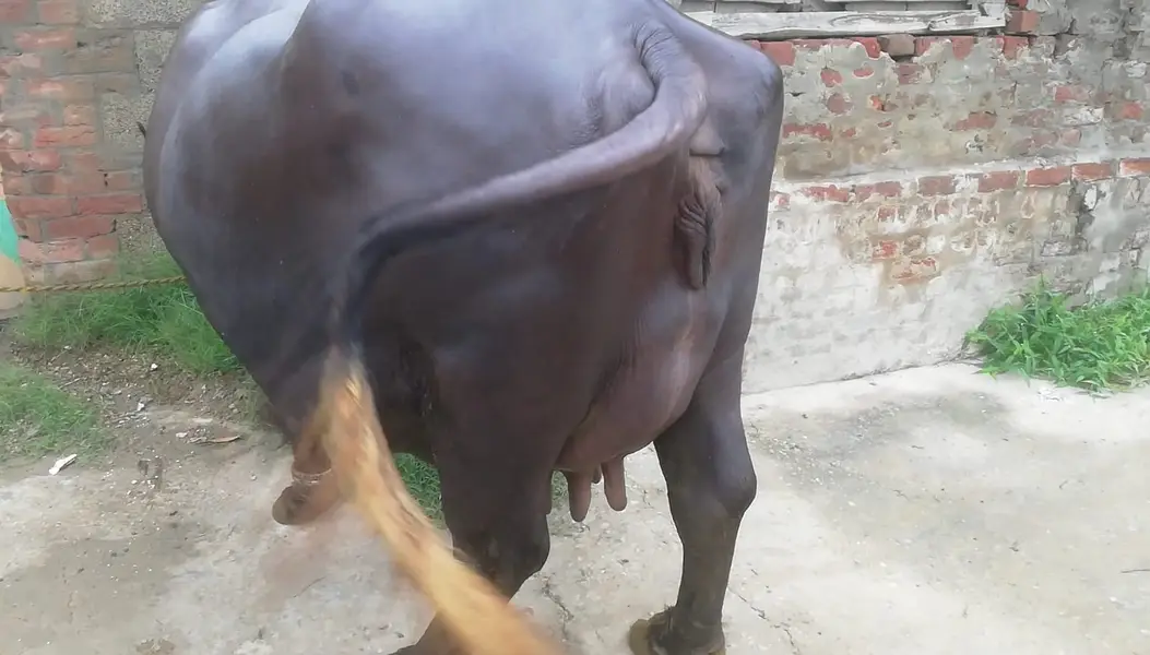 Buffalo- Bhans with Kati | Daily Milk 9-10 Kg | Quality Best Home — photo 2