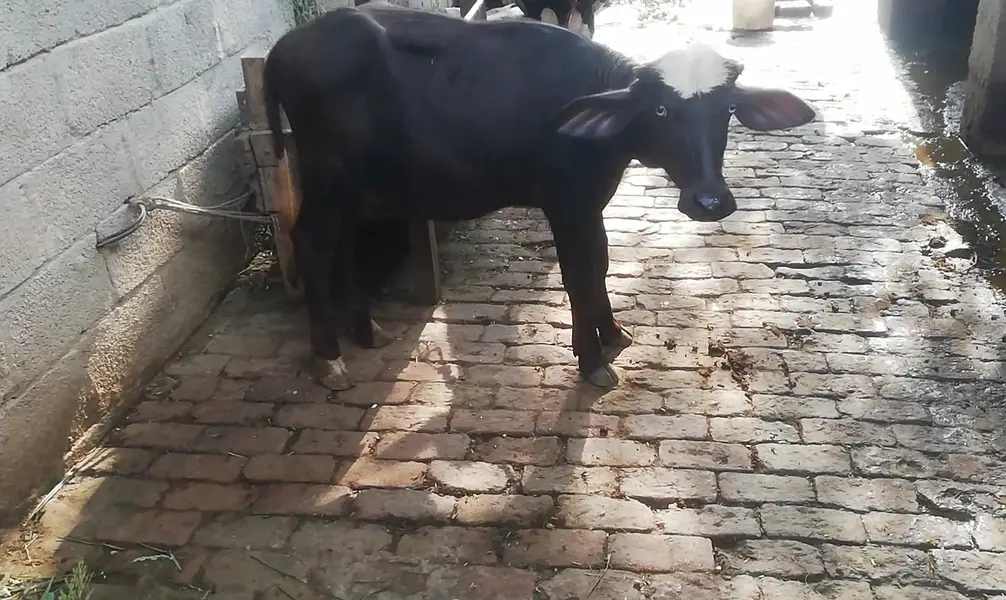 Buffalo- Bhans with Kati | Daily Milk 9-10 Kg | Quality Best Home — photo 3