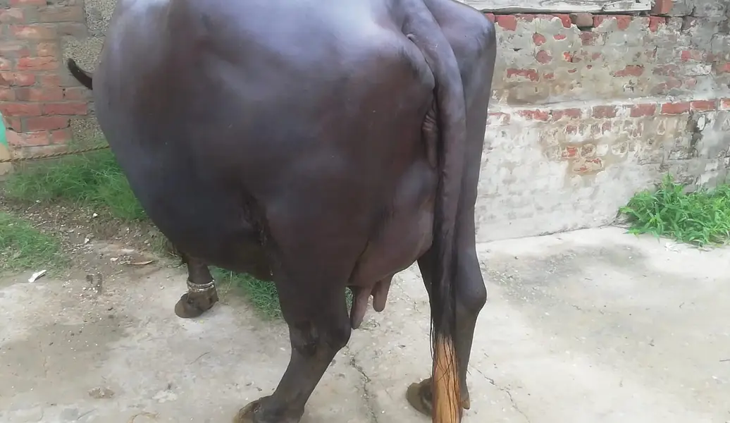 Buffalo- Bhans with Kati | Daily Milk 9-10 Kg | Quality Best Home — photo 4
