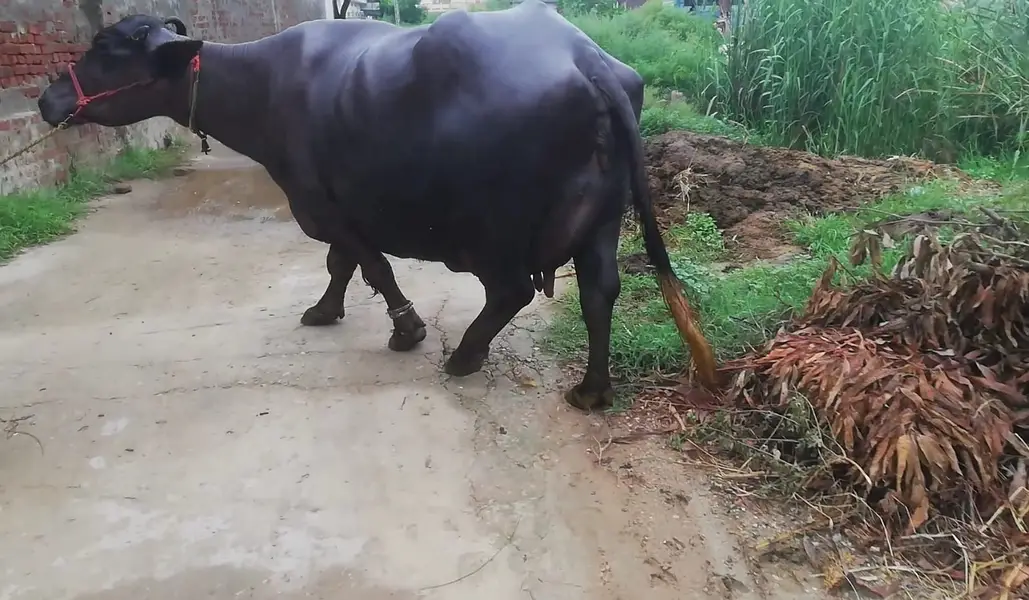 Buffalo- Bhans with Kati | Daily Milk 9-10 Kg | Quality Best Home — photo 5