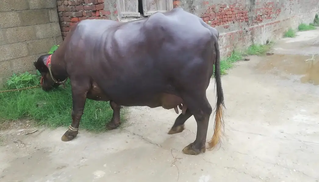 Buffalo- Bhans with Kati | Daily Milk 9-10 Kg | Quality Best Home — photo 6