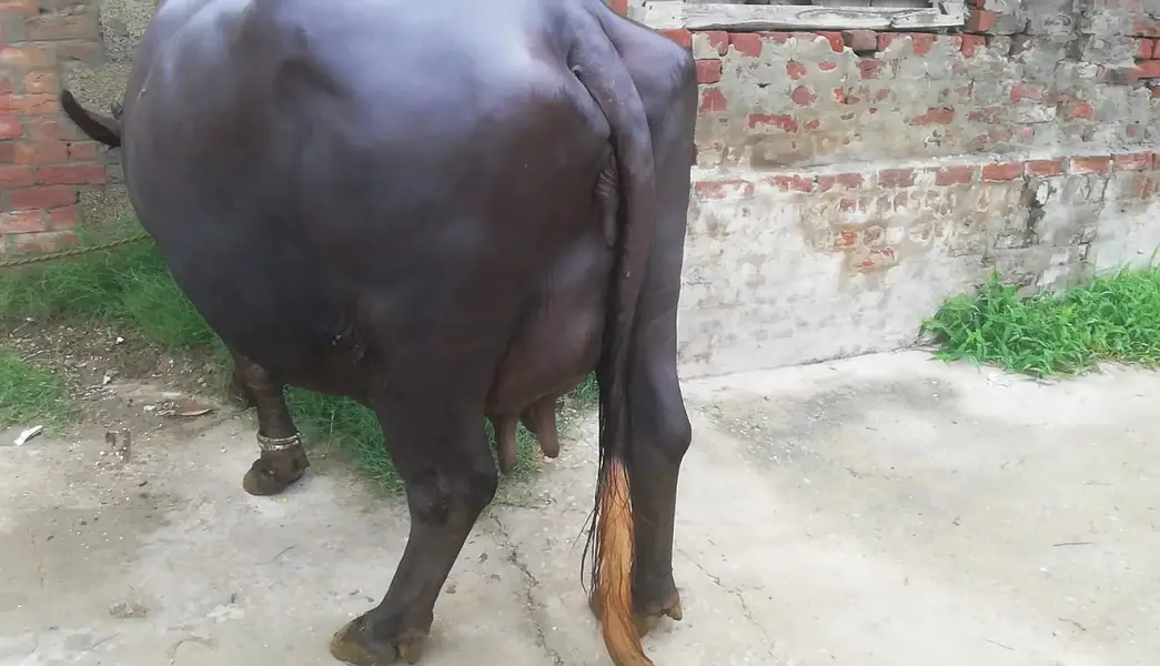 Buffalo- Bhans with Kati | Daily Milk 9-10 Kg | Quality Best Home — photo 7