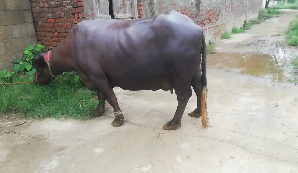 Buffalo- Bhans with Kati | Daily Milk 9-10 Kg | Quality Best Home — photo 8