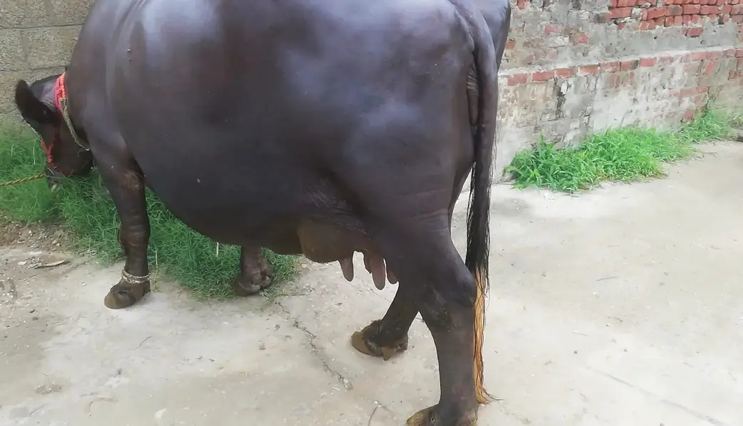 Buffalo- Bhans with Kati | Daily Milk 9-10 Kg | Quality Best Home — photo 9