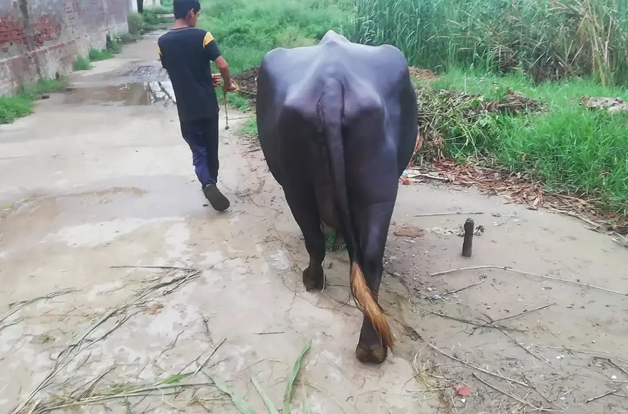 Buffalo- Bhans with Kati | Daily Milk 9-10 Kg | Quality Best Home — photo 10