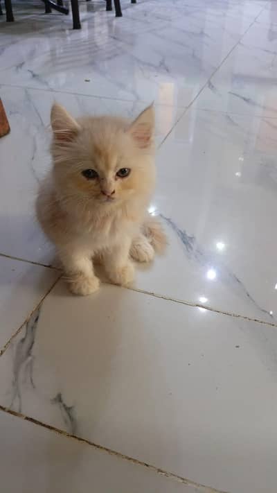 cat for sale