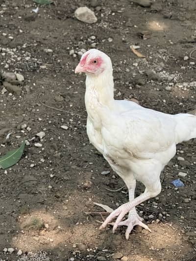 Heera cross shaamo
