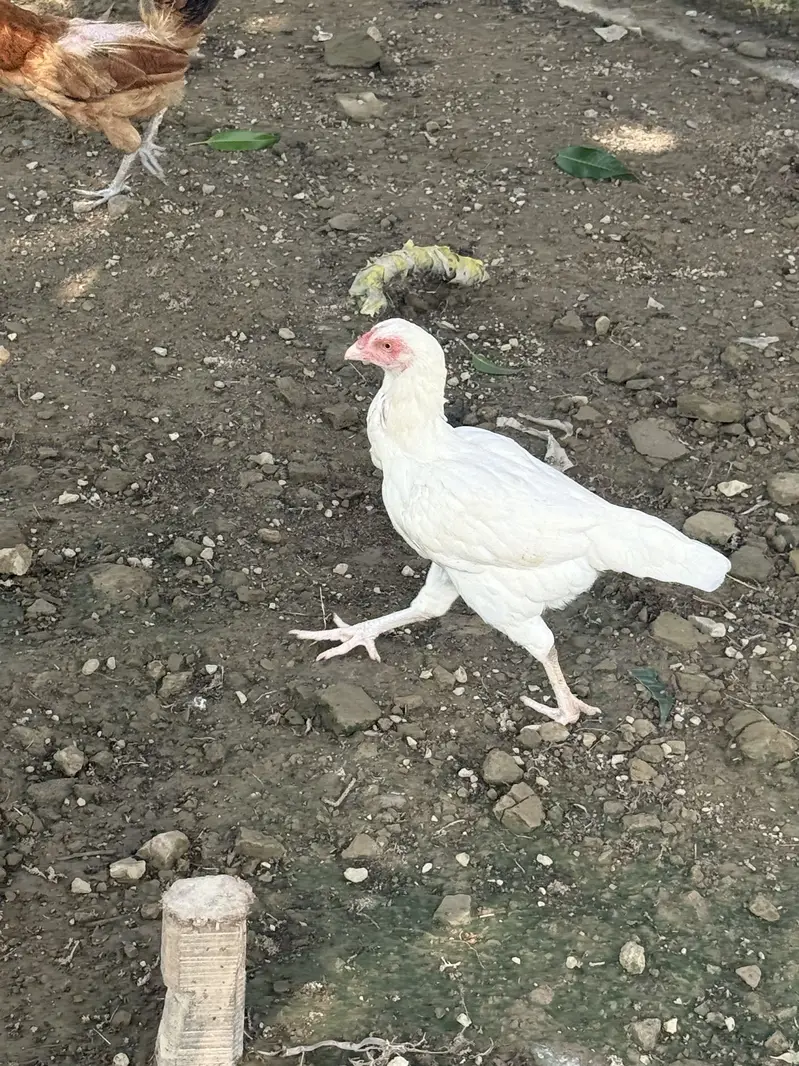 Heera cross shaamo — photo 3