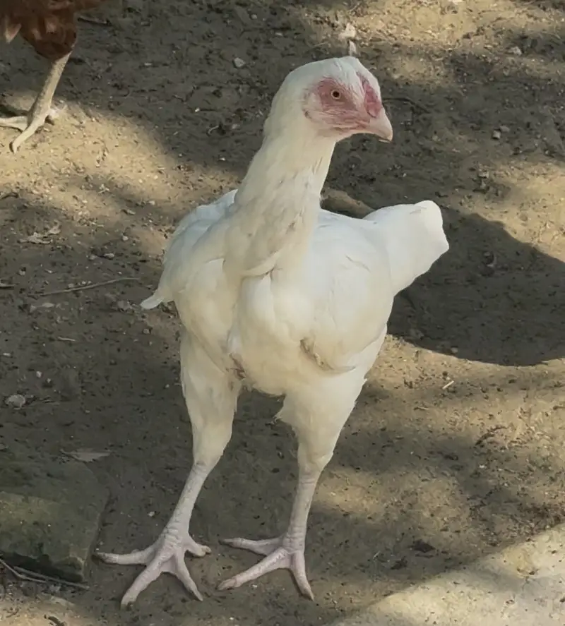 Heera cross shaamo — photo 6