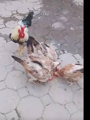 Hens For sale