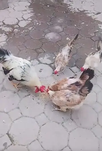 Hens For sale — photo 2