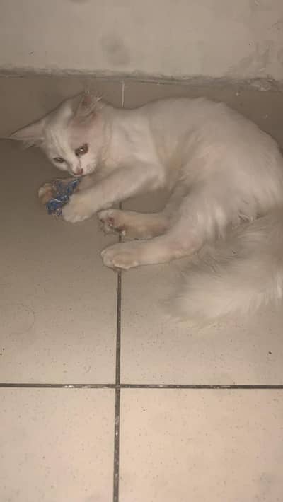 Persian white cat