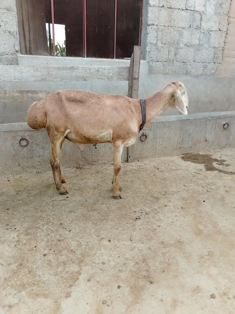 2 dant male female — photo 3