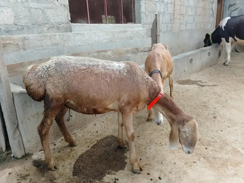 2 dant male female — photo 4