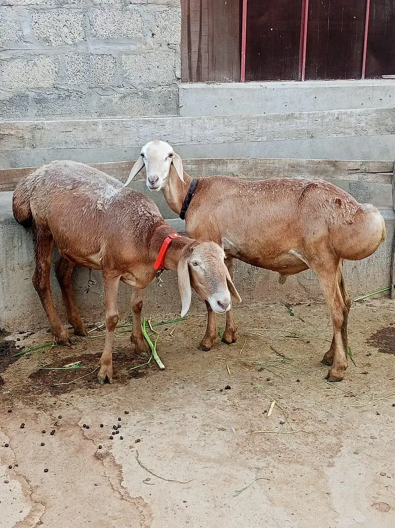 2 dant male female — photo 6
