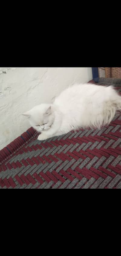 Persian cat long coated