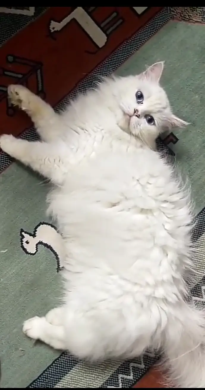 Persian cat long coated — photo 2