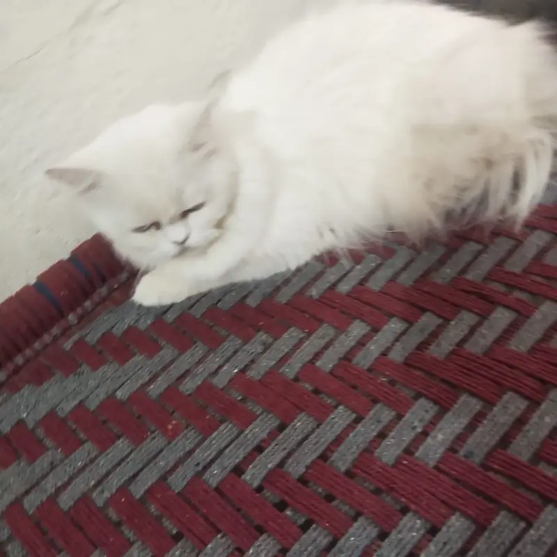 Persian cat long coated — photo 3