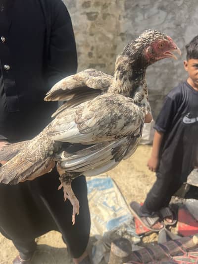  Mianwali Aseel Chicks Available
