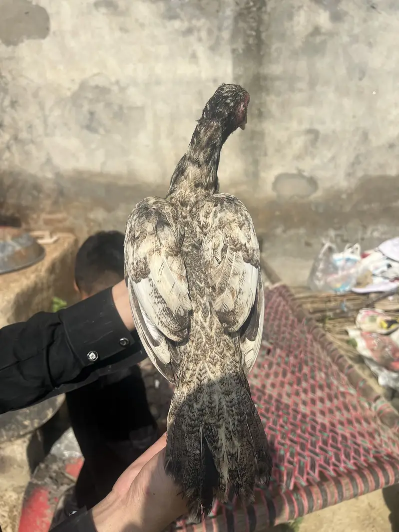 Mianwali Aseel Chicks Available — photo 2