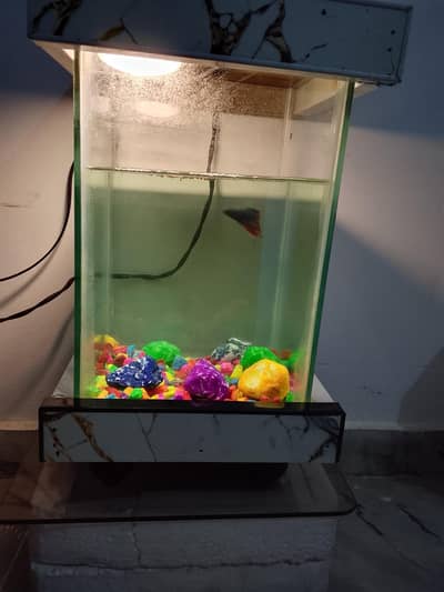 Betta Fish Male