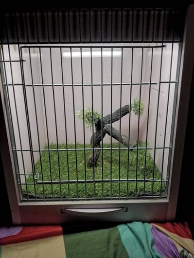 Birds showcase