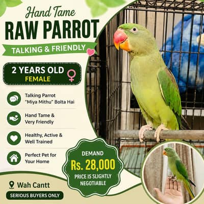 Hand Tame Talking Raw Parrot | 2 Years Old | Miya Mithu