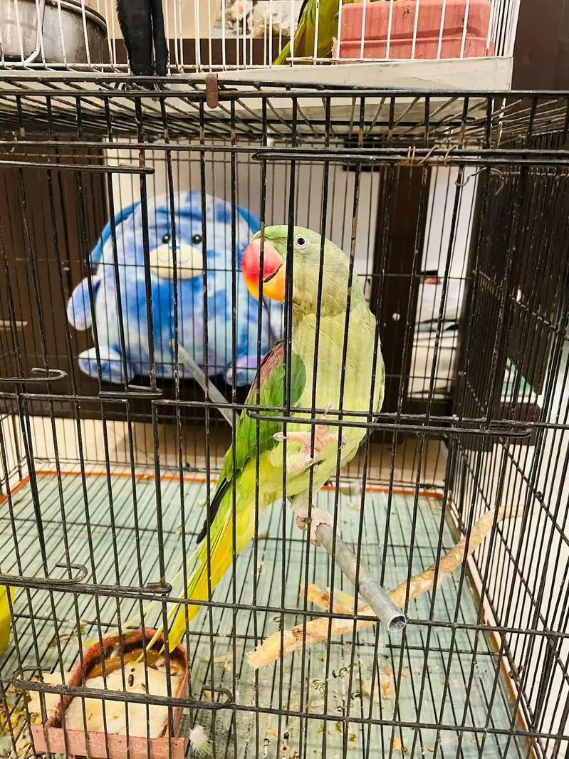 Hand Tame Talking Raw Parrot | 2 Years Old | Miya Mithu — photo 2