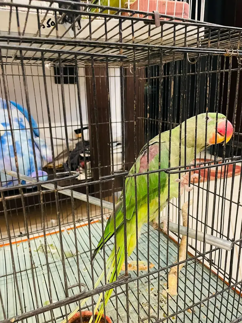 Hand Tame Talking Raw Parrot | 2 Years Old | Miya Mithu — photo 3