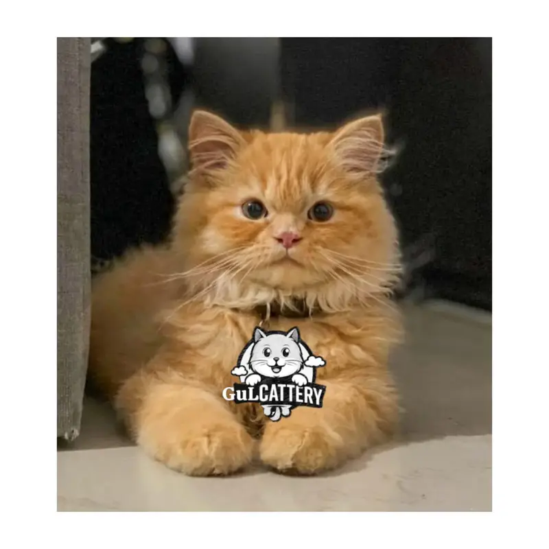 CASH ON DELIVERY ALSO DOOR STEP  AVAILABLE — photo 2