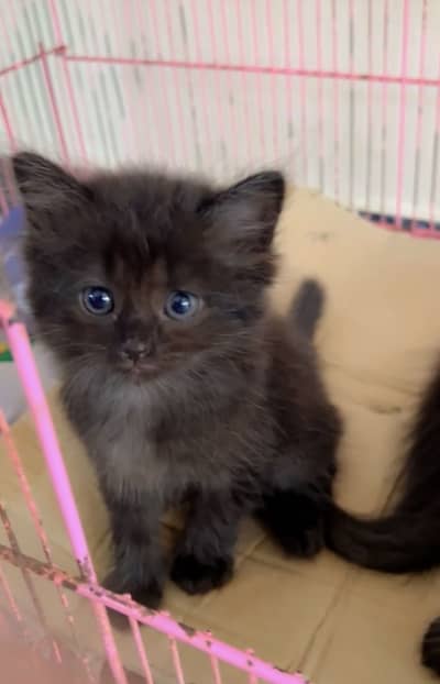 Black persion kitten