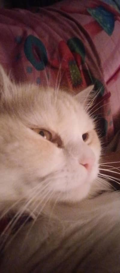 Persian Cat