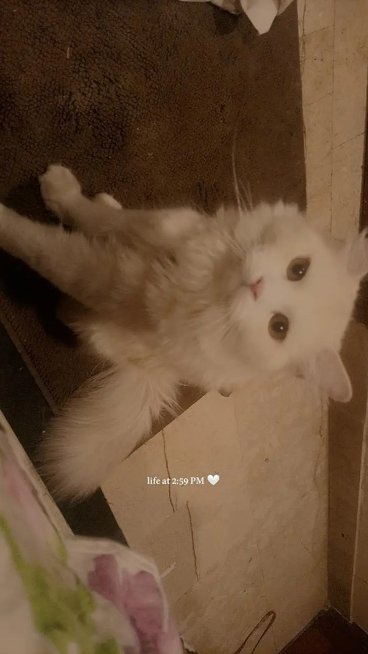 Persian Cat — photo 2
